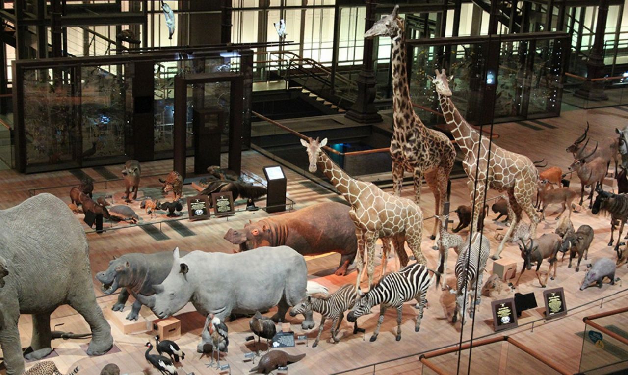 Borne musée Azimut parmi les animaux de la Grande galerie de l'évolution du Muséum d’Histoire naturelle de Paris